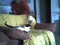 pobre gato
