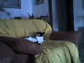 pobre gato