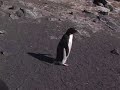 Penguins In Antarctica!