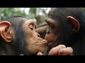 10th Foundational Falsehood of Creationism