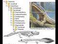 10th Foundational Falsehood of Creationism
