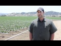 Meet Pete Aiello Of Uesugi Farms