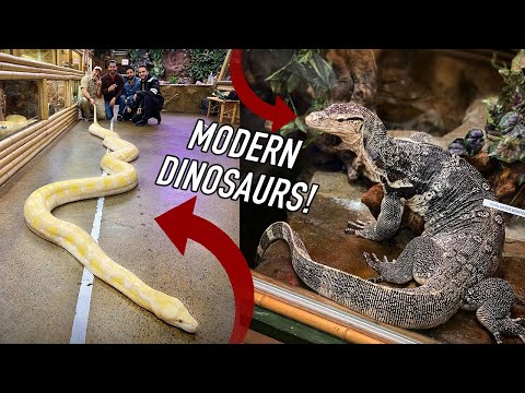 YouTube reptile video