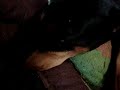Dogs in the wrong bed
