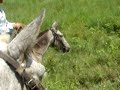 Marquillo cogiendo a lazo un caballo en Ecuador