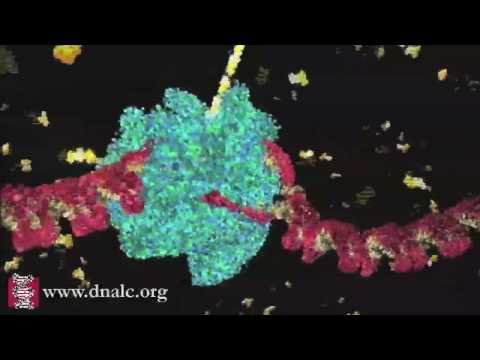 how to turn dna into rna