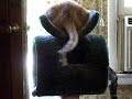 Catch a Cat Tail
