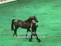 US Arabian Junior Breeding Stallions 3-5 Part 2