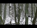Wilde zwijnen in de sneeuw in  Deelerwoud 7 januari 2009 nr 60 HD