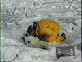 A Grown Man Kissing a Seal
