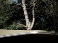Monkey's walking on powerlines in Kruger Park (South Africa)