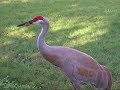 Sandhill Crane with Something in his Teeth-funny