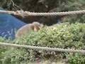 Arashiyama Monkey Park