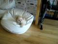 videos de bean bag love