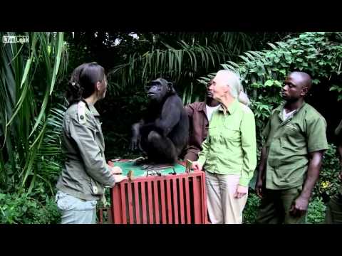 CHIMPANZEE
