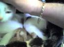 carmelitas gaticos