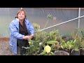 Growing Flower Gardens : How to Find Free Trees, Shrubs & Plants Growing Flower Gardens : How to Find Free Trees, Shrubs & Plants