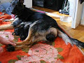 Live GSD Birth. Live GSD Birth.