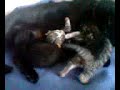 Hyperactive Kittens Hyperactive Kittens