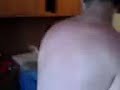 rissa tra terroni