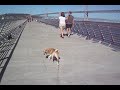 Puggle Puppy September Puggle Puppy September