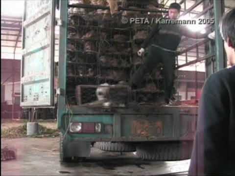 Michal Lewin-Epstein: Could Israel Be the First Fur-Free Nation?