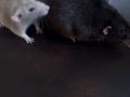 The Rat Collection 1!!!!!!!!!!!!!!!!!!