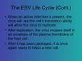 Epstein-Barr Virus Bruen5