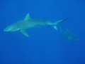 felicitas areco y luciano reverberi con tiburones en oahu felicitas areco y luciano reverberi con tiburones en oahu