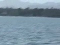 Ferry Livingstone