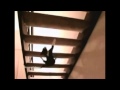 Funny Ninja Cat Compilation [HD] [HQ] new 2013!!