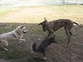Gunther and Dakota (and Keiko)