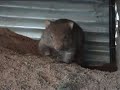 wombat