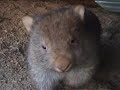 wombat