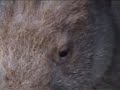 wombat