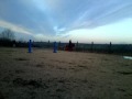 Candy Haflinger Mare