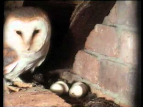 owl - The Private Life of the Barn Owl Introduced and narrated by Sir David Attenborough Written, Produced and Directed by David Cobham.