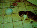 los bebesitos de chandri