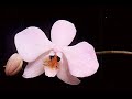 Mindanao Fauna and Flora -- Rey Ty