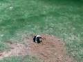 DIG DOG