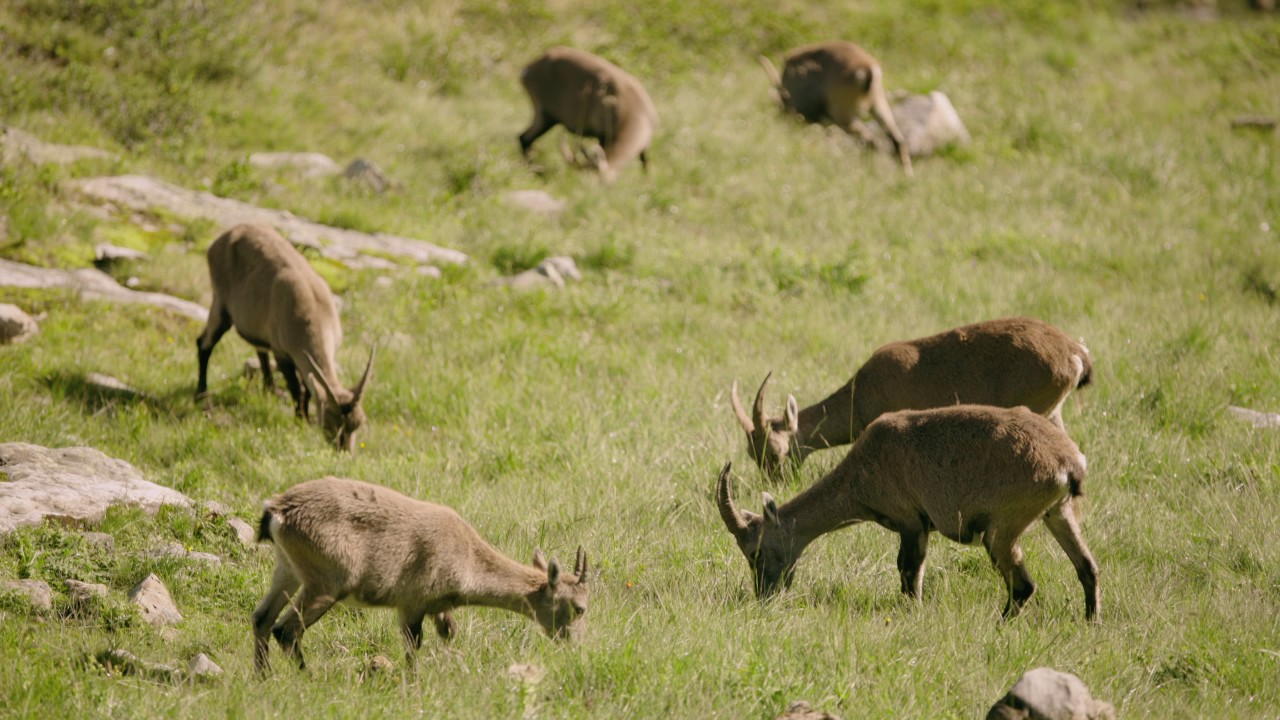 How to behave when meeting with wild animals How to behave when meeting with wild animals