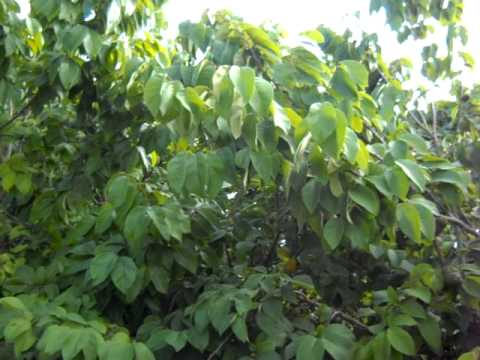 Cherimoya fruit growth on mature trees.AVI