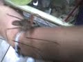 tendarapo-ambipigido tendarapo-ambipigido