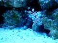 videos de Harlequin Shrimp