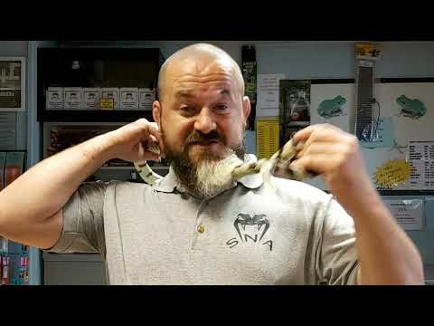 YouTube reptile video