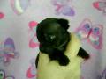 Chi Angel Chihuahua Puppies