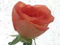 sasv-ri-rted-vagyok-nothings-gonna-change-my-love-.html