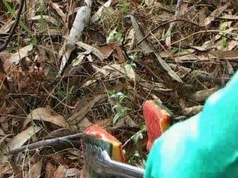 weed wiping