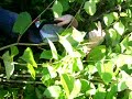 Vatertag - Carstens Abflug in die Hecke