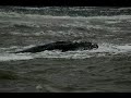 bultrug texel
